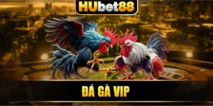 Đá gà VIP