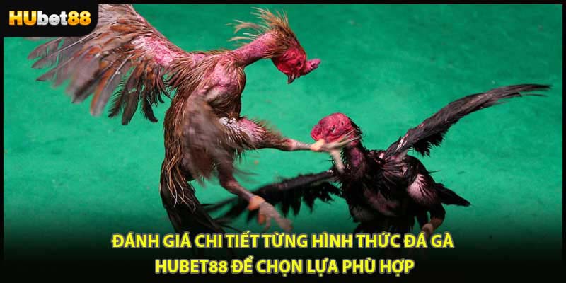 Đánh giá chi tiết từng hình thức đá gà HUBET88 để chọn lựa phù hợp