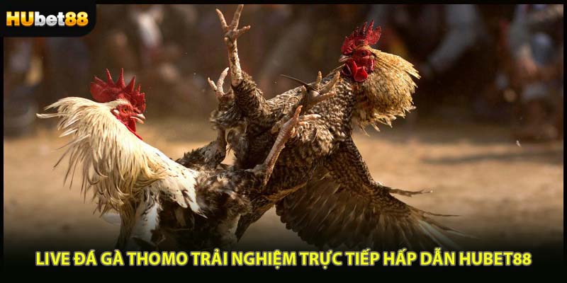 Live Đá Gà Thomo Trải Nghiệm Trực Tiếp Hấp Dẫn HUBET88