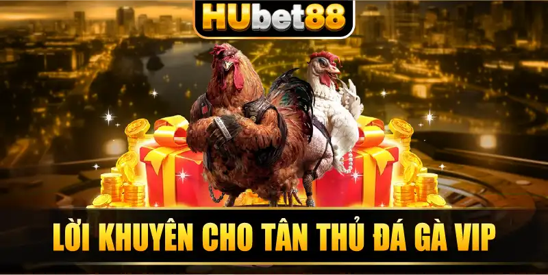 Lời khuyên cho tân thủ đá gà VIP