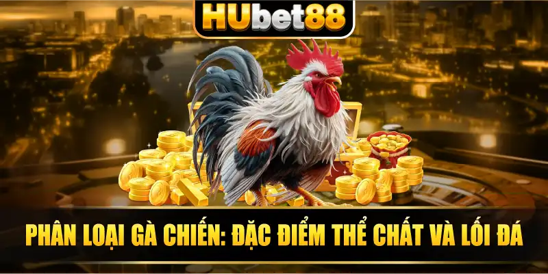 Phân loại gà chiến: Đặc điểm thể chất và lối đá.