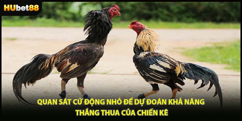 Quan sát cử động nhỏ để dự đoán khả năng thắng thua của chiến kê