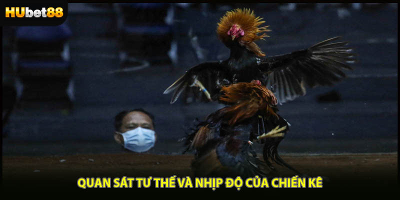 Quan sát tư thế và nhịp độ của chiến kê