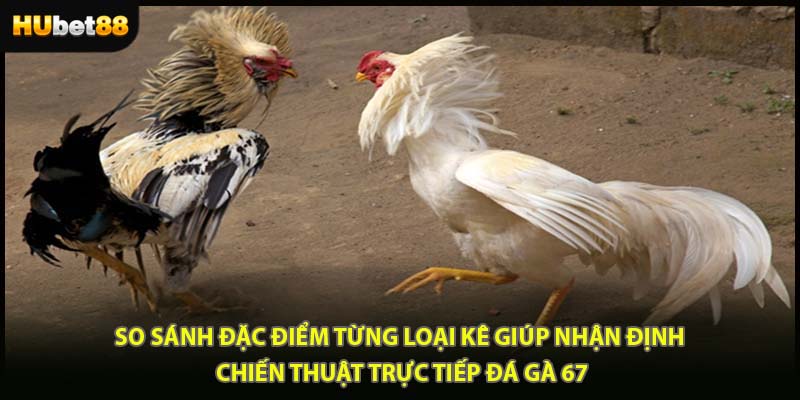 So sánh đặc điểm từng loại kê giúp nhận định chiến thuật trực tiếp đá gà 67