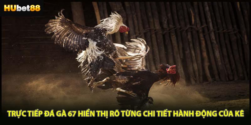 Trực tiếp đá gà 67 hiển thị rõ từng chi tiết hành động của kê