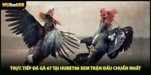 Trực Tiếp Đá Gà 67 Tại HUBET88 Xem Trận Đấu Chuẩn Nhất